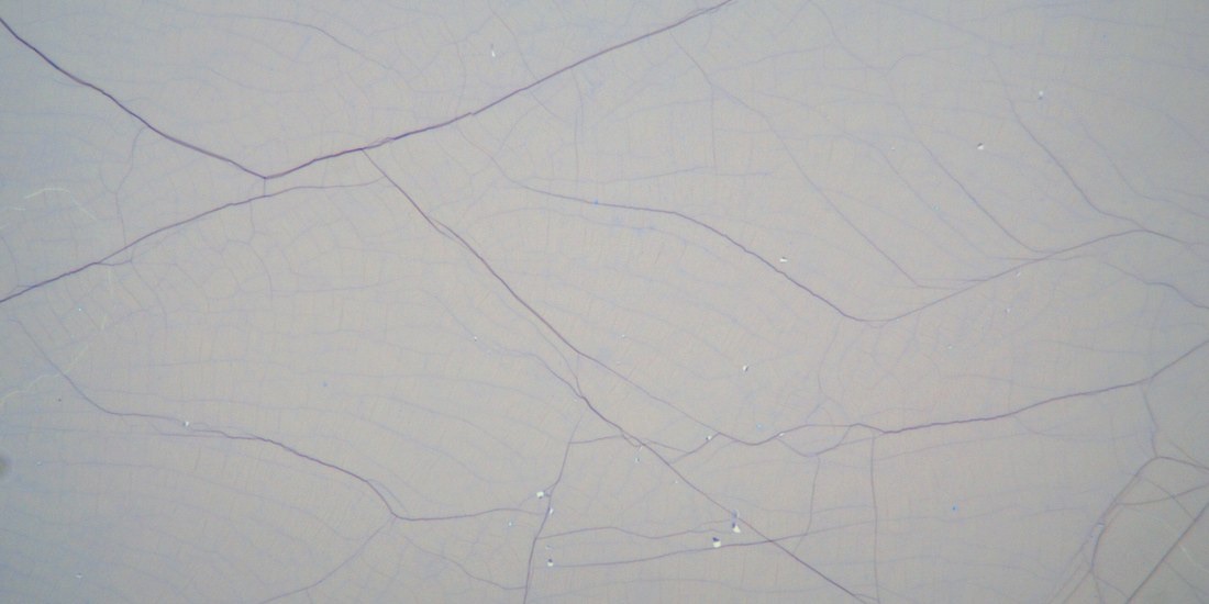 Optical micrograph from the new production line, showing a cleaner film
